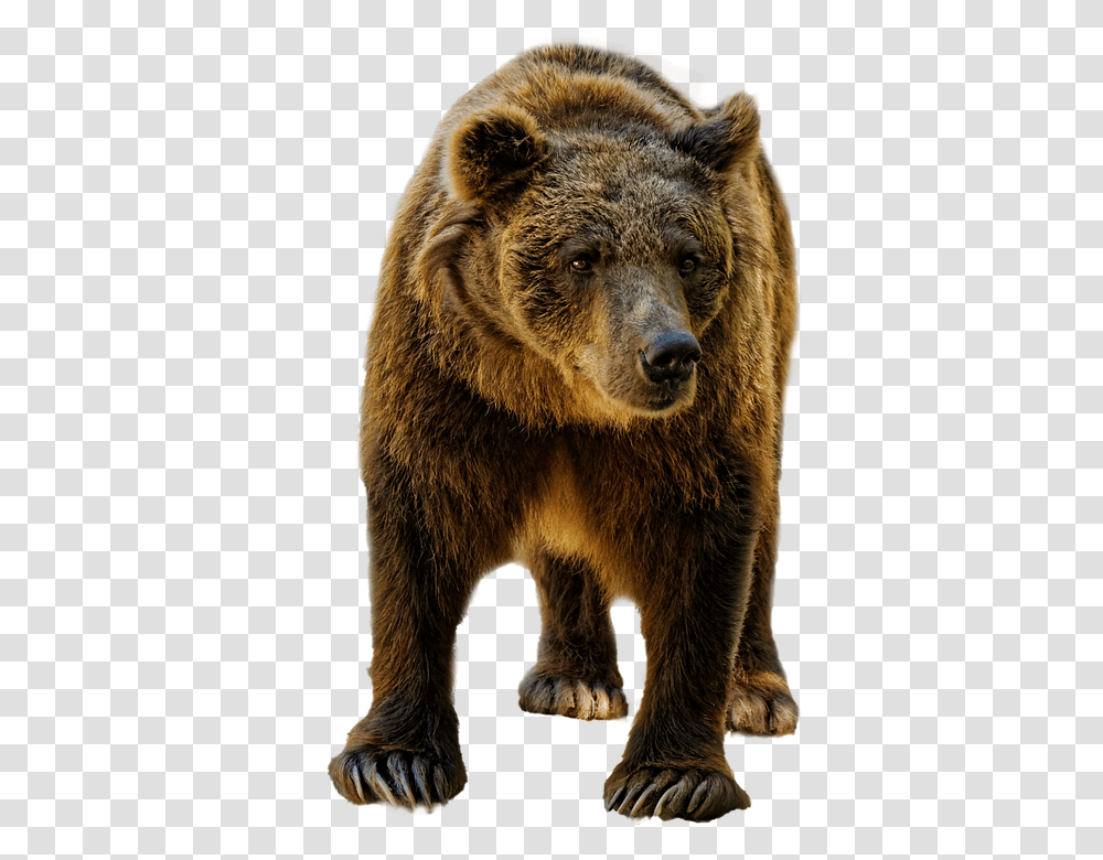 Bear 960, Animals, Wildlife, Mammal, Brown Bear Transparent Png