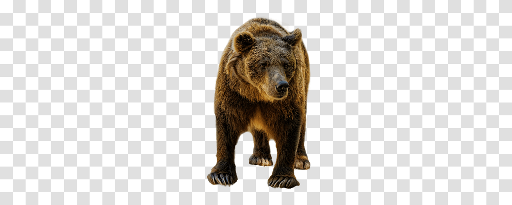 Bear Animals, Brown Bear, Wildlife, Mammal Transparent Png