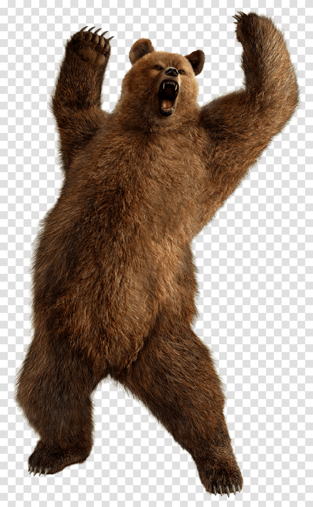 Bear 3 Bears, Mammal, Animal, Brown Bear, Wildlife Transparent Png