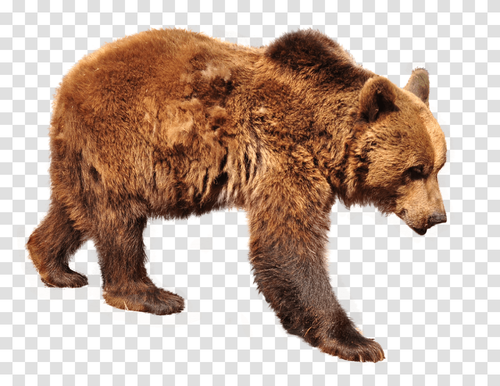 Bear 960, Animals, Wildlife, Mammal, Brown Bear Transparent Png