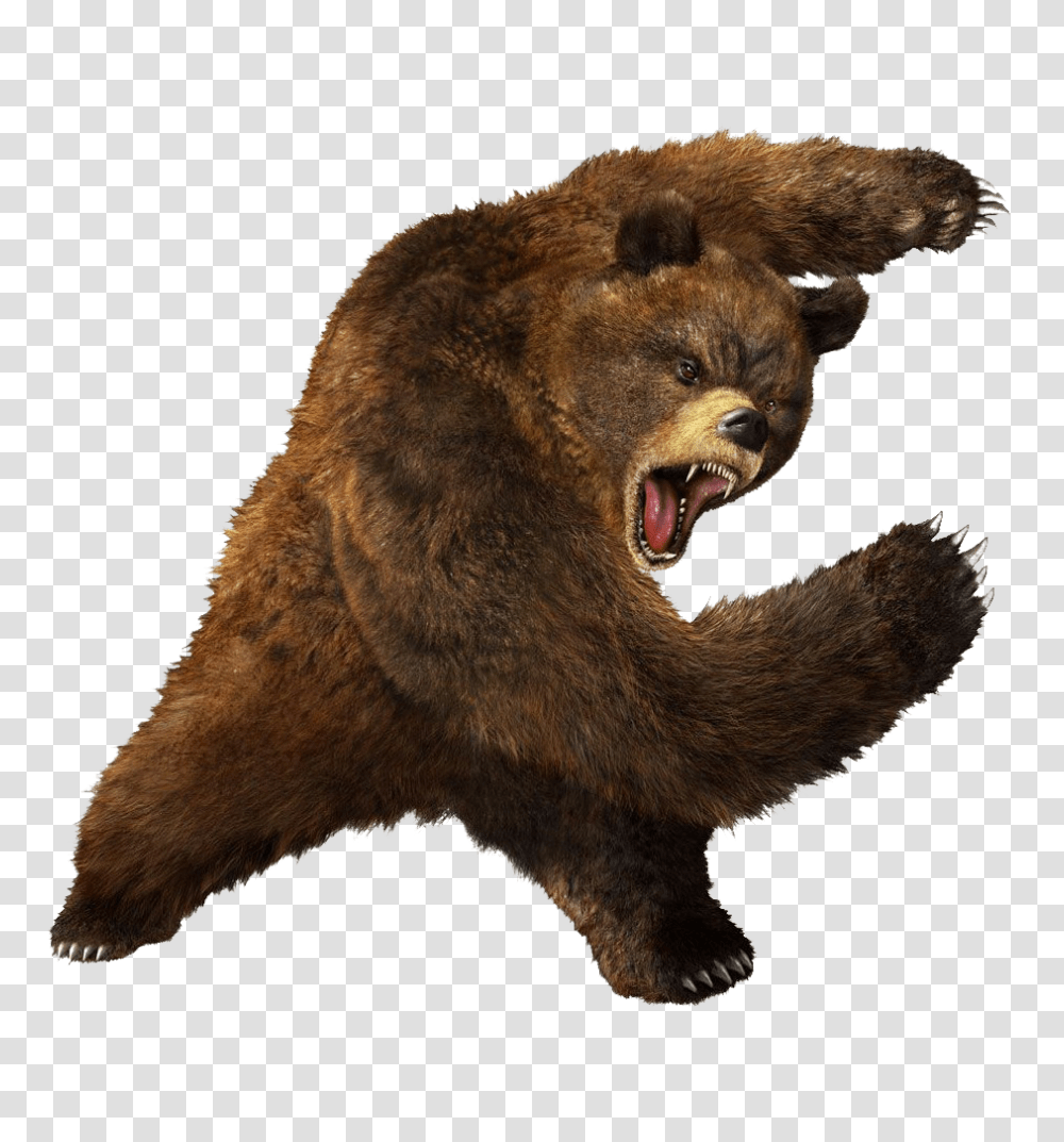 Bear, Animals, Brown Bear, Wildlife, Mammal Transparent Png