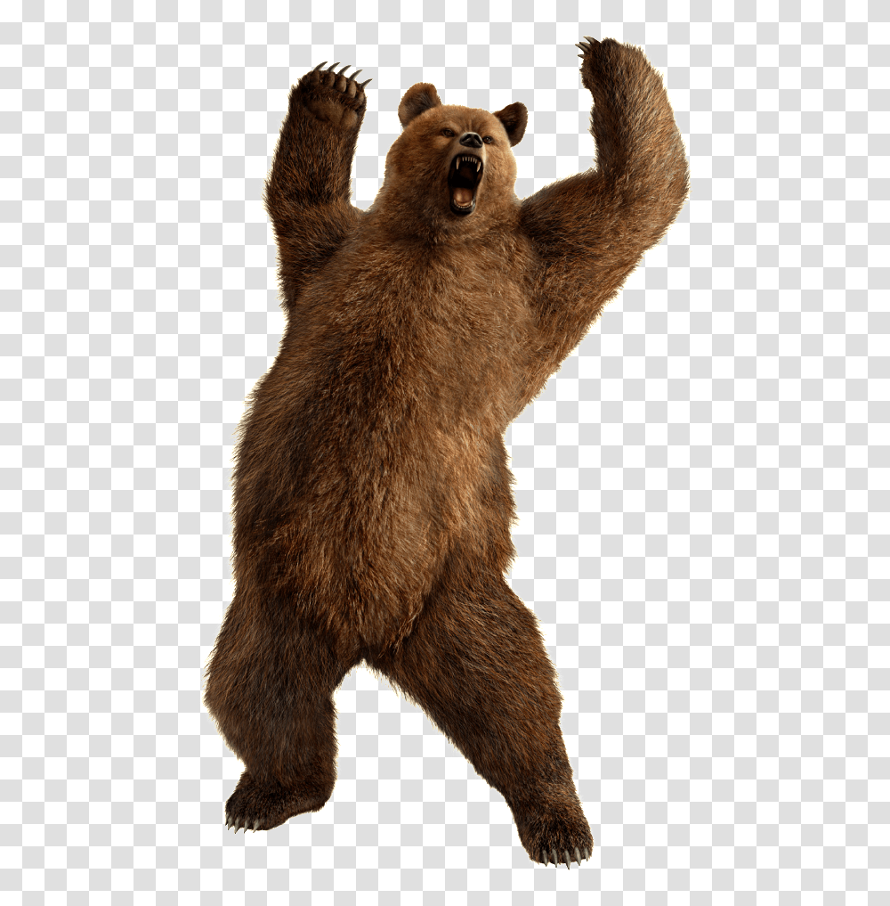 Bear, Animals, Brown Bear, Wildlife, Mammal Transparent Png