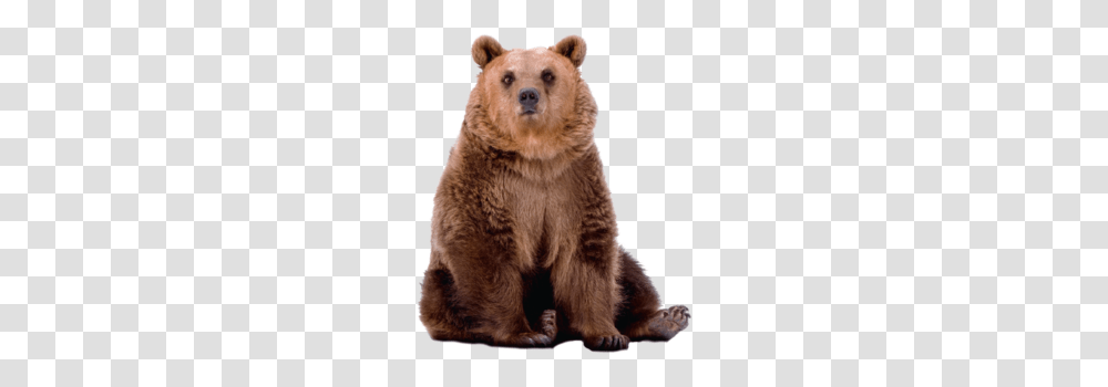 Bear, Animals, Brown Bear, Wildlife, Mammal Transparent Png