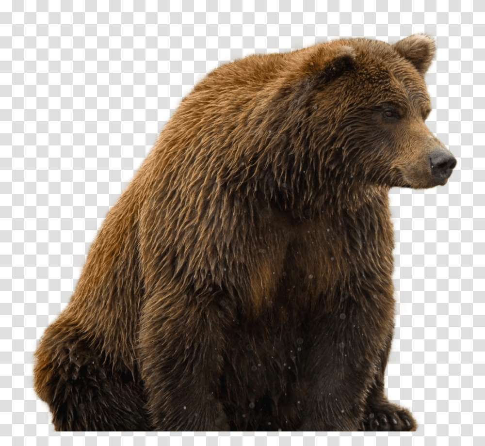 Bear, Animals, Brown Bear, Wildlife, Mammal Transparent Png