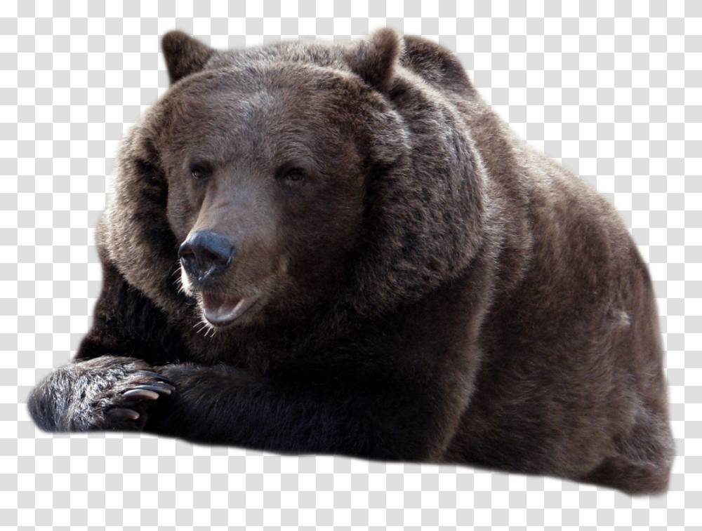 Bear, Animals, Brown Bear, Wildlife, Mammal Transparent Png