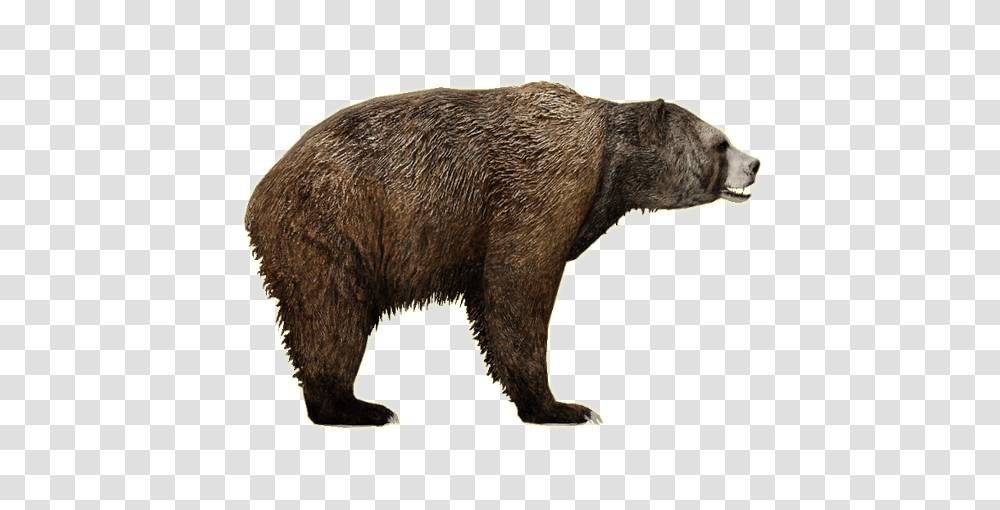 Bear, Animals, Brown Bear, Wildlife, Mammal Transparent Png