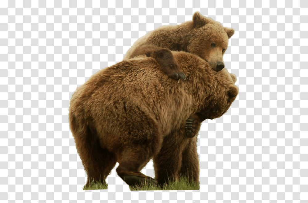 Bear, Animals, Brown Bear, Wildlife, Mammal Transparent Png