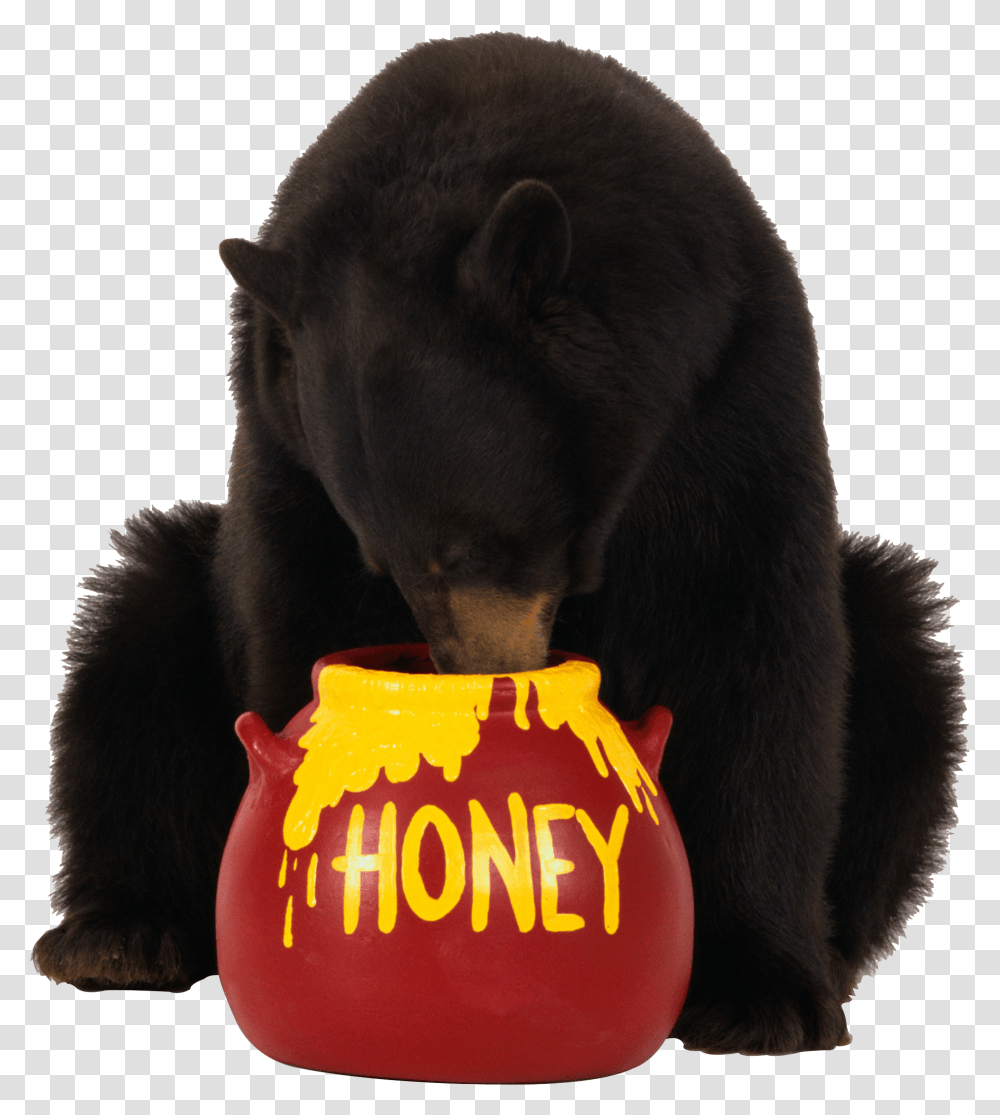 Bear, Animals, Mammal, Wildlife, Black Bear Transparent Png