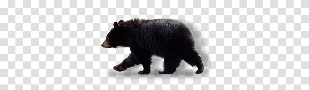 Bear, Animals, Mammal, Wildlife, Black Bear Transparent Png