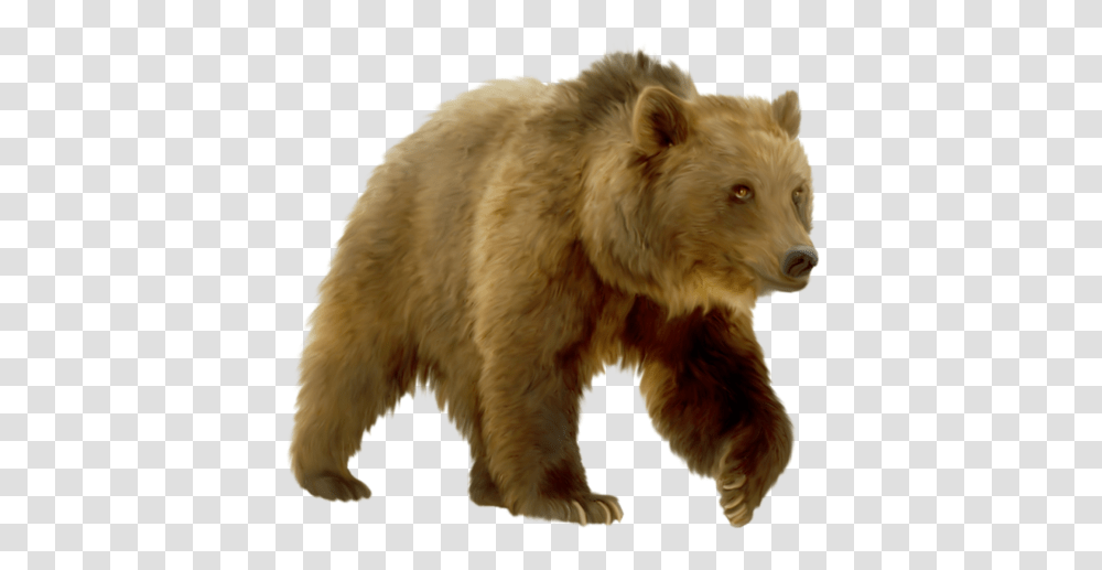 Bear, Animals, Mammal, Wildlife, Brown Bear Transparent Png