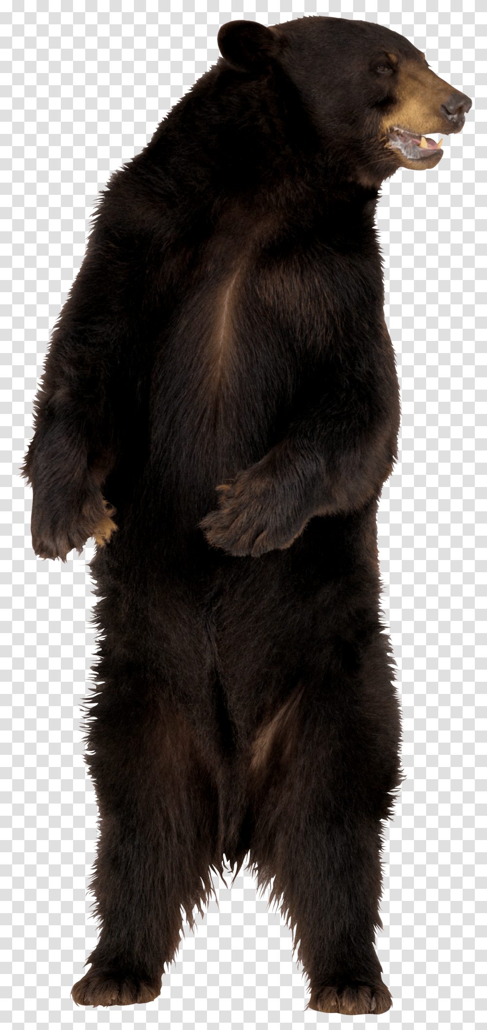 Bear, Animals Transparent Png