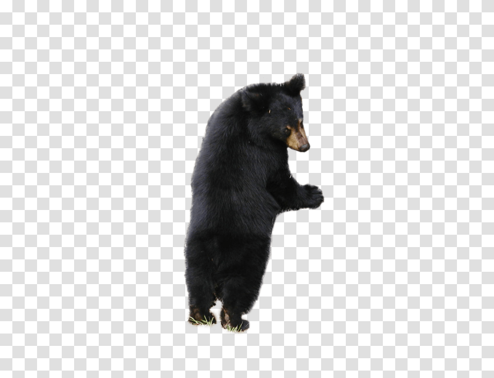 Bear, Animals, Wildlife, Mammal, Black Bear Transparent Png