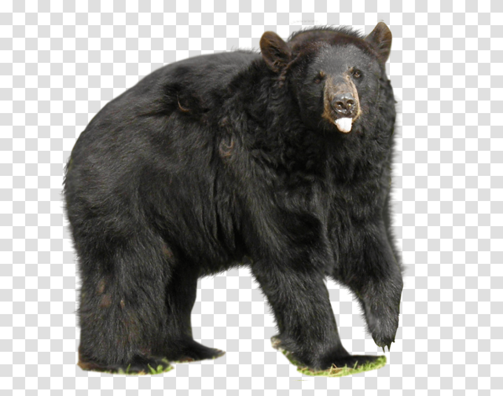 Bear, Animals, Wildlife, Mammal, Black Bear Transparent Png