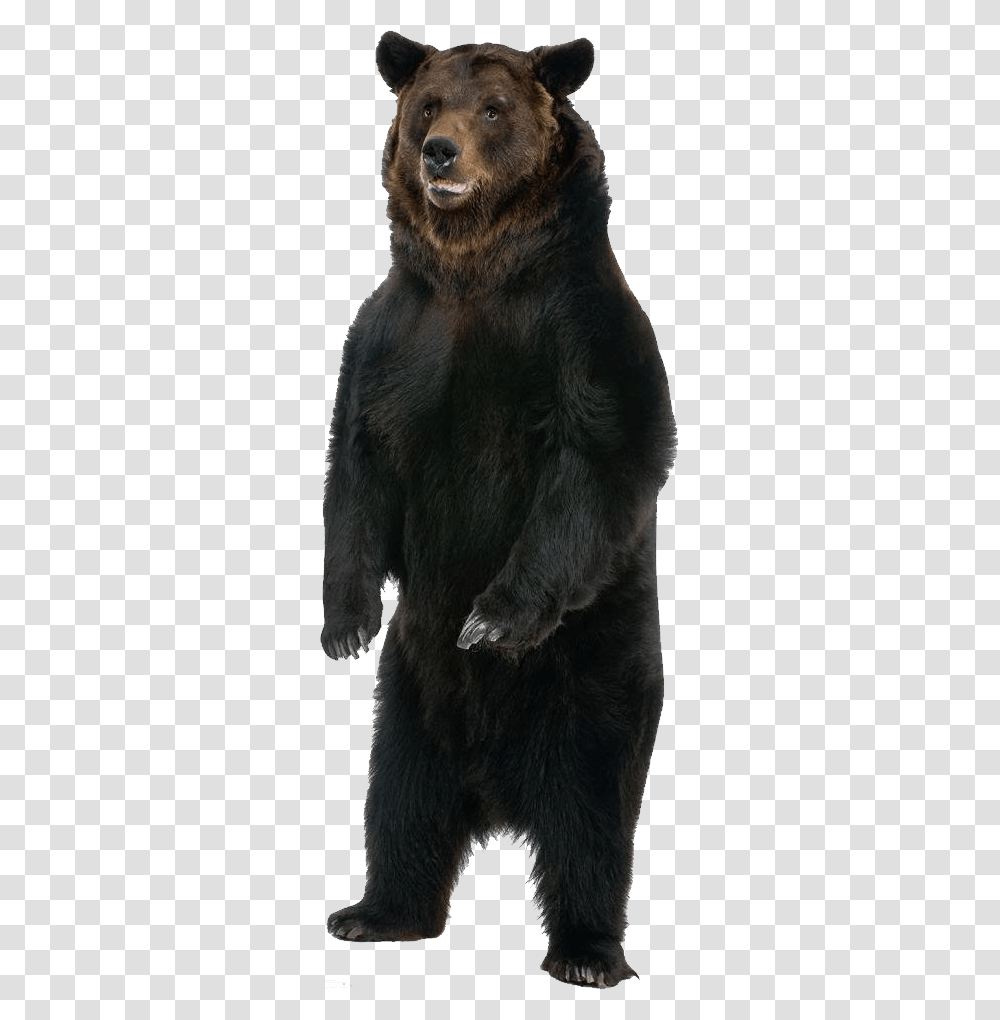 Bear, Animals, Wildlife, Mammal, Black Bear Transparent Png