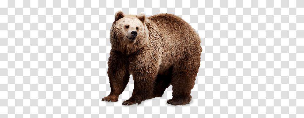 Bear, Animals, Wildlife, Mammal, Brown Bear Transparent Png