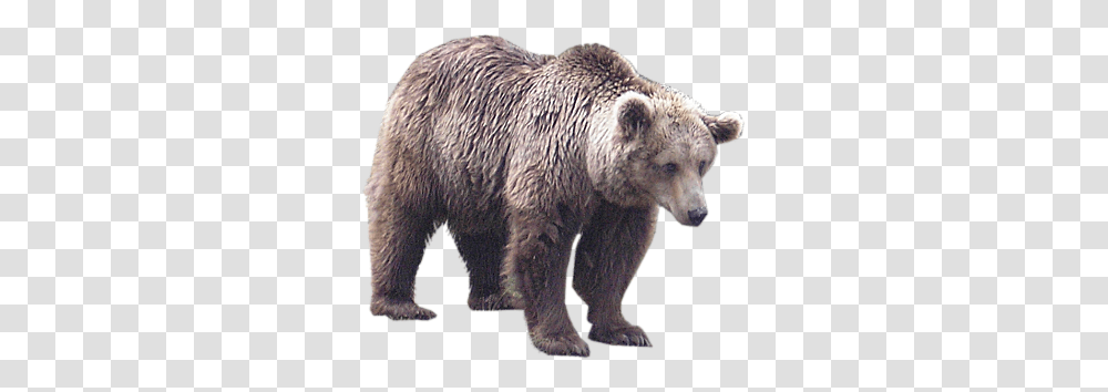 Bear, Animals, Wildlife, Mammal, Brown Bear Transparent Png