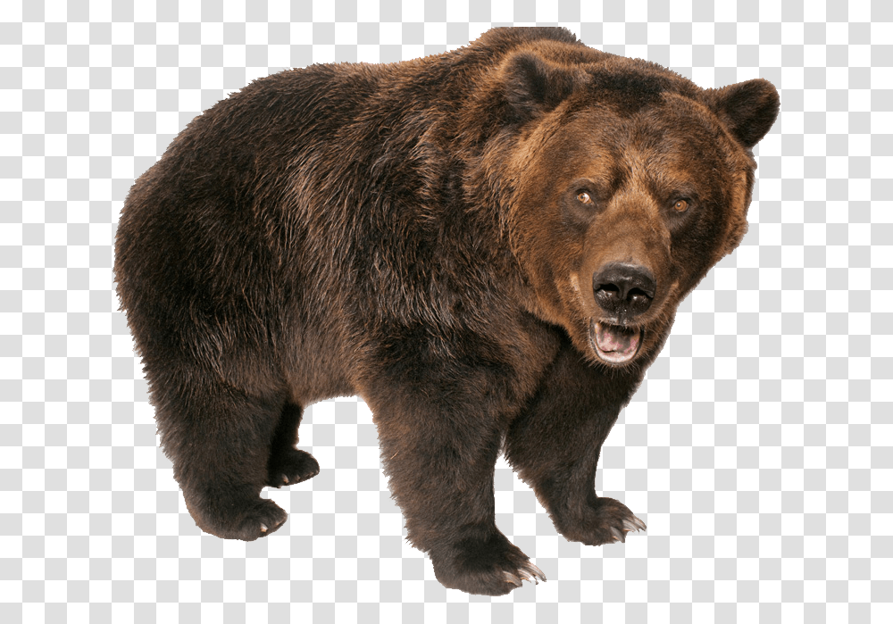 Bear, Animals, Wildlife, Mammal, Brown Bear Transparent Png