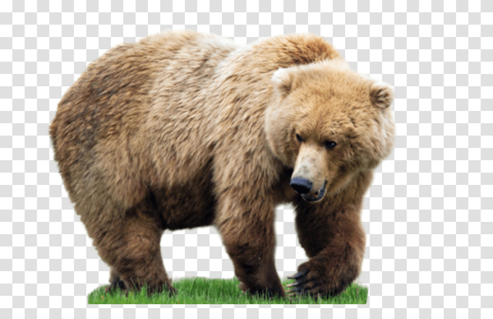 Bear, Animals, Wildlife, Mammal, Brown Bear Transparent Png