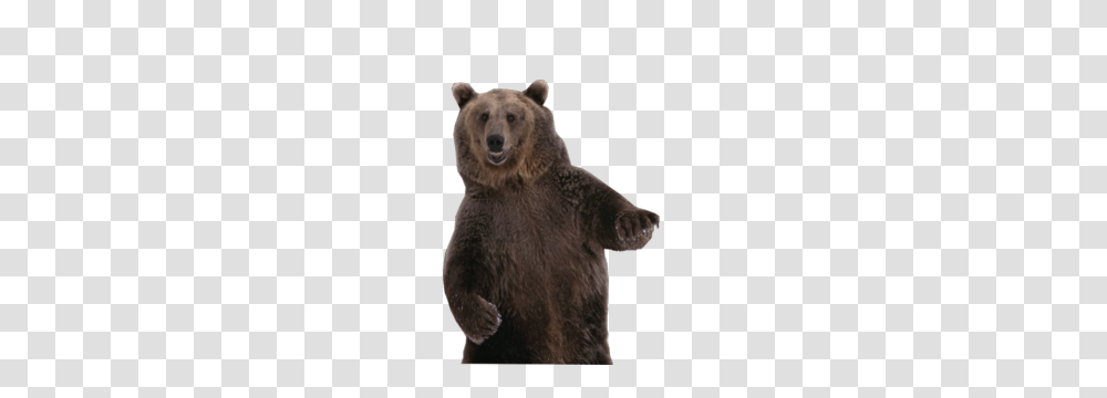 Bear, Animals, Wildlife, Mammal, Brown Bear Transparent Png