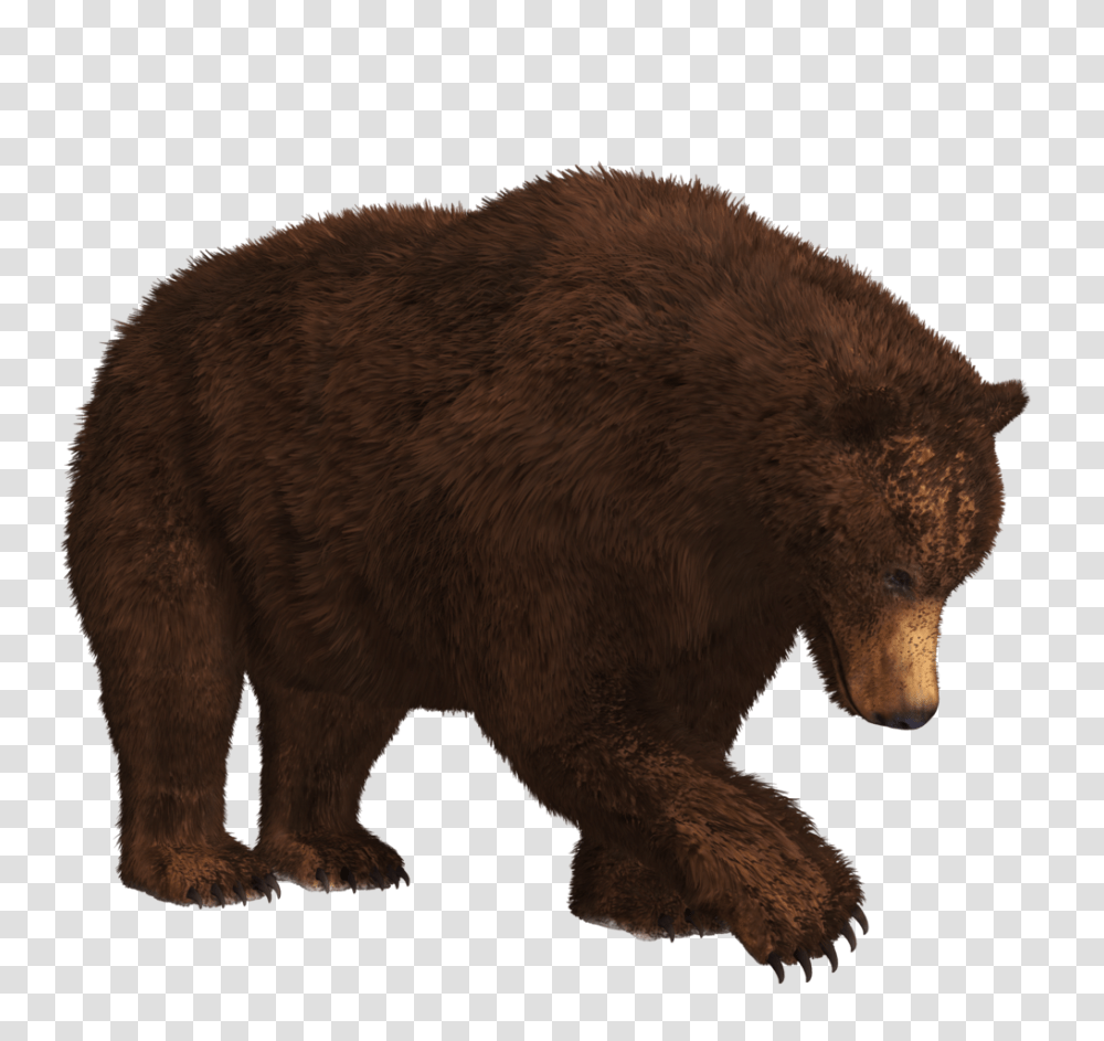 Bear, Animals, Wildlife, Mammal, Brown Bear Transparent Png