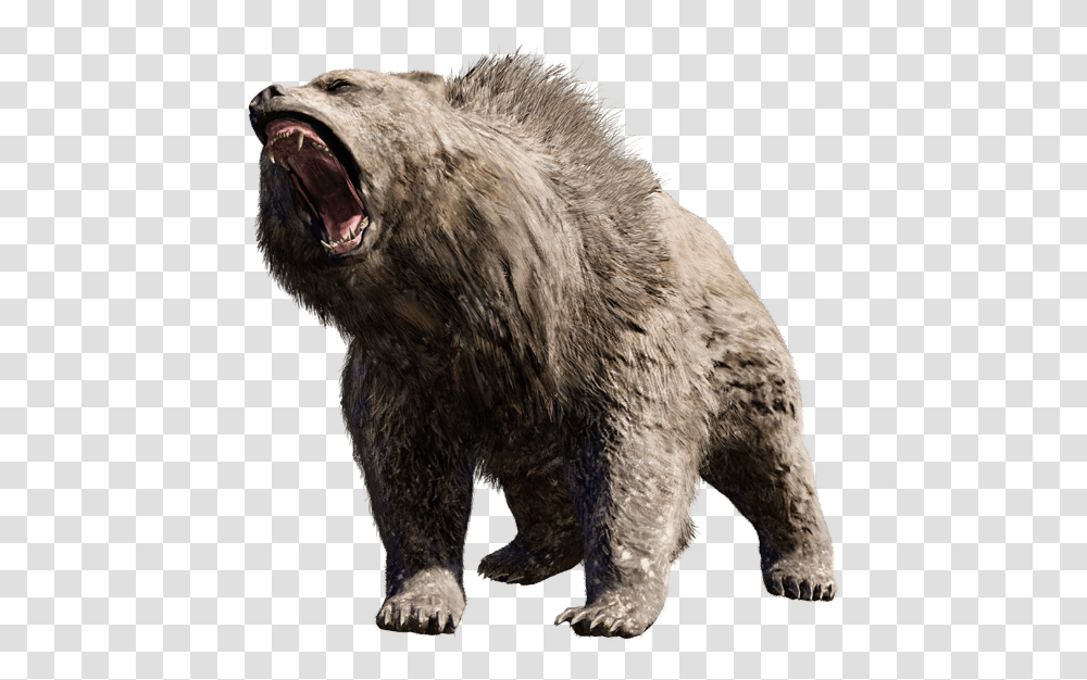 Bear, Animals, Wildlife, Mammal, Brown Bear Transparent Png