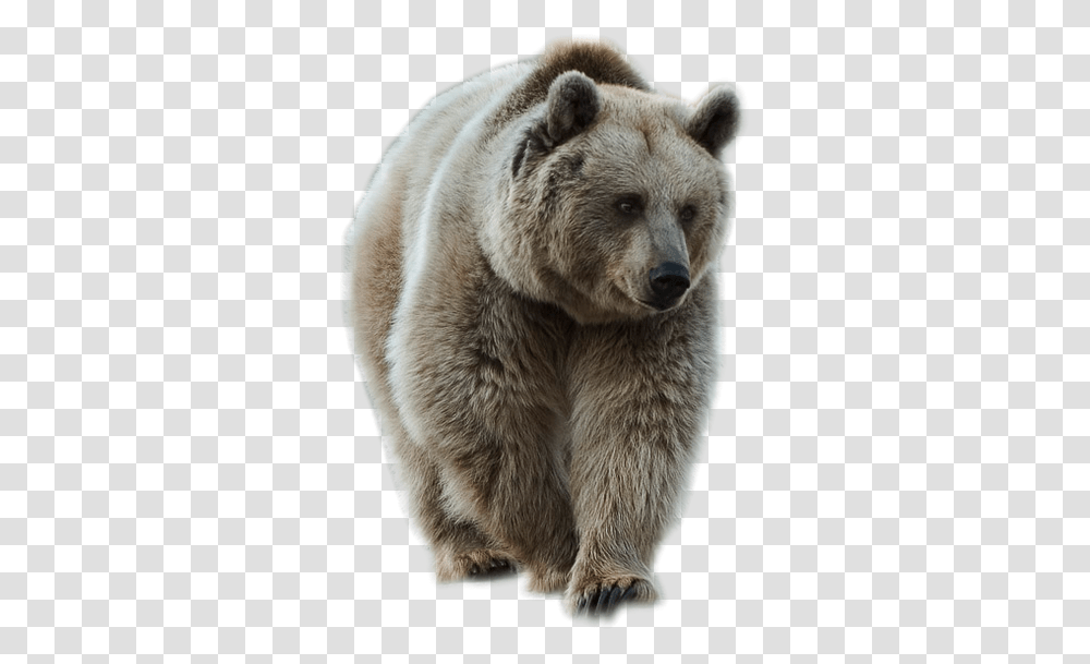 Bear, Animals, Wildlife, Mammal, Brown Bear Transparent Png