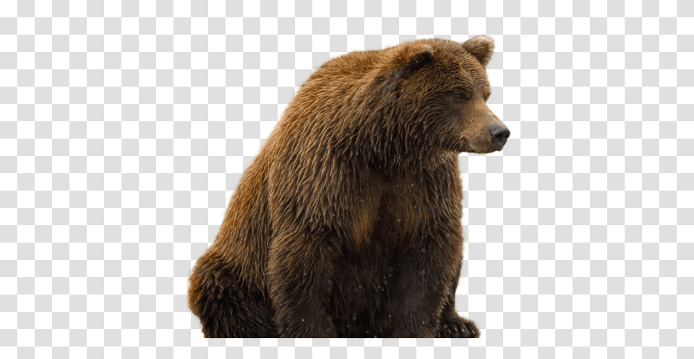 Bear, Animals, Wildlife, Mammal, Brown Bear Transparent Png