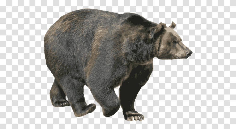 Bear, Animals, Wildlife, Mammal, Brown Bear Transparent Png