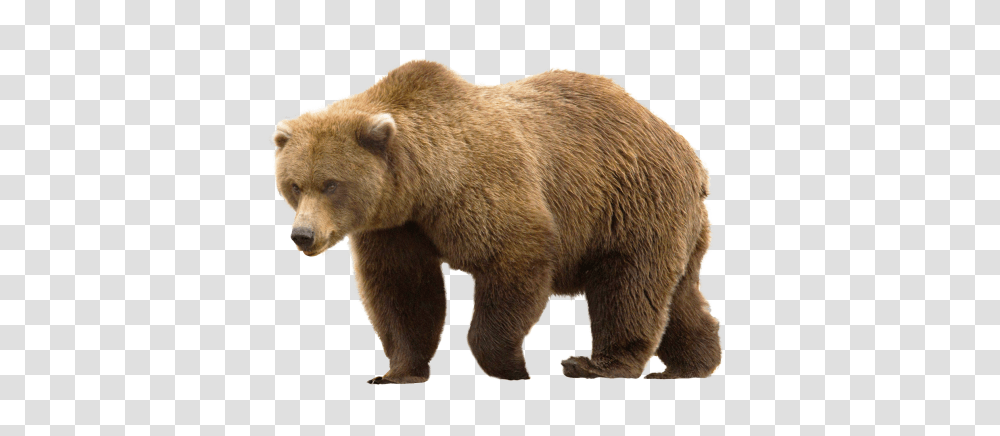 Bear, Animals, Wildlife, Mammal, Brown Bear Transparent Png