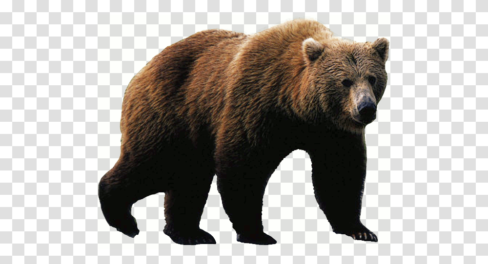 Bear, Animals, Wildlife, Mammal, Brown Bear Transparent Png