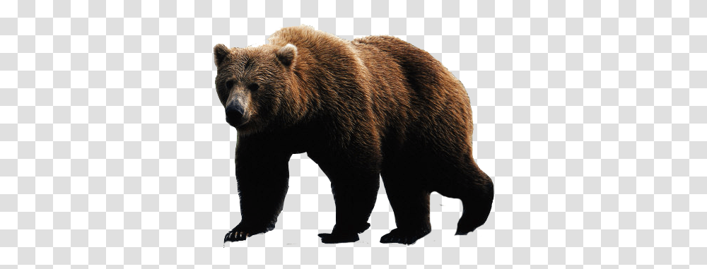 Bear, Animals, Wildlife, Mammal, Brown Bear Transparent Png