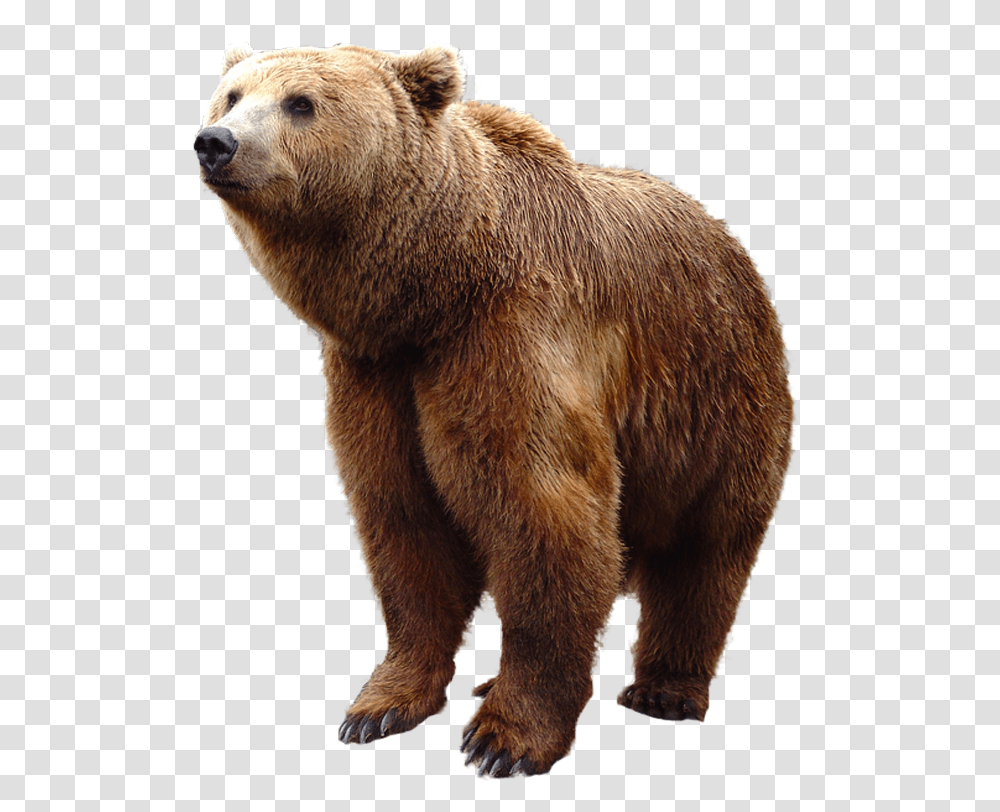 Bear, Animals, Wildlife, Mammal, Brown Bear Transparent Png