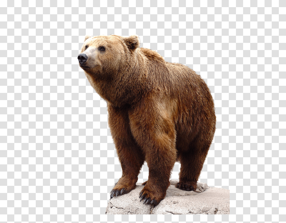 Bear, Animals, Wildlife, Mammal, Brown Bear Transparent Png