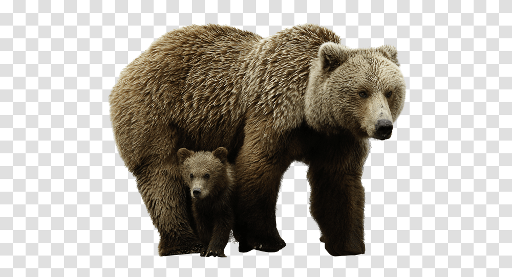 Bear, Animals, Wildlife, Mammal, Brown Bear Transparent Png