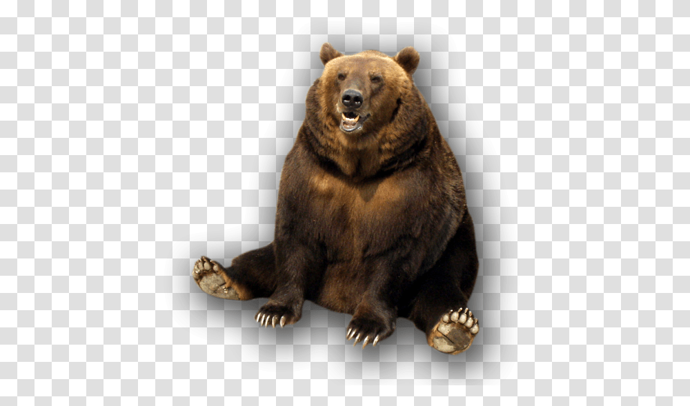 Bear, Animals, Wildlife, Mammal, Brown Bear Transparent Png