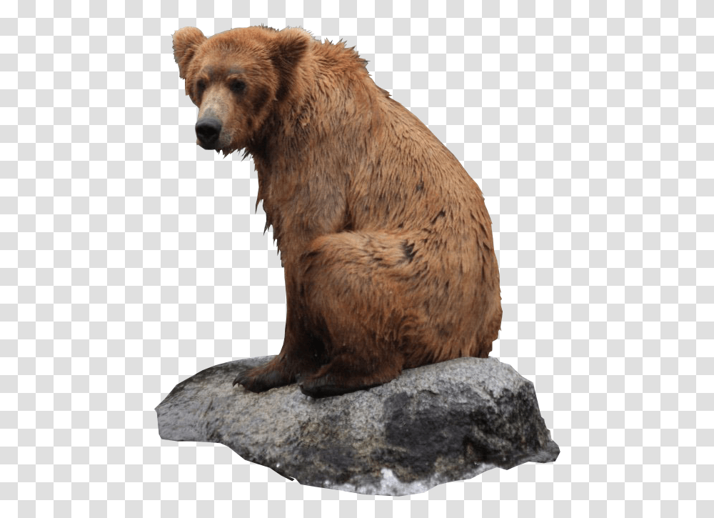 Bear Bear Sitting Background, Wildlife, Mammal, Animal, Brown Bear Transparent Png