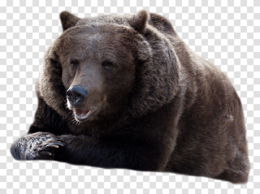 Bear Black Bear, Wildlife, Mammal, Animal, Brown Bear Transparent Png
