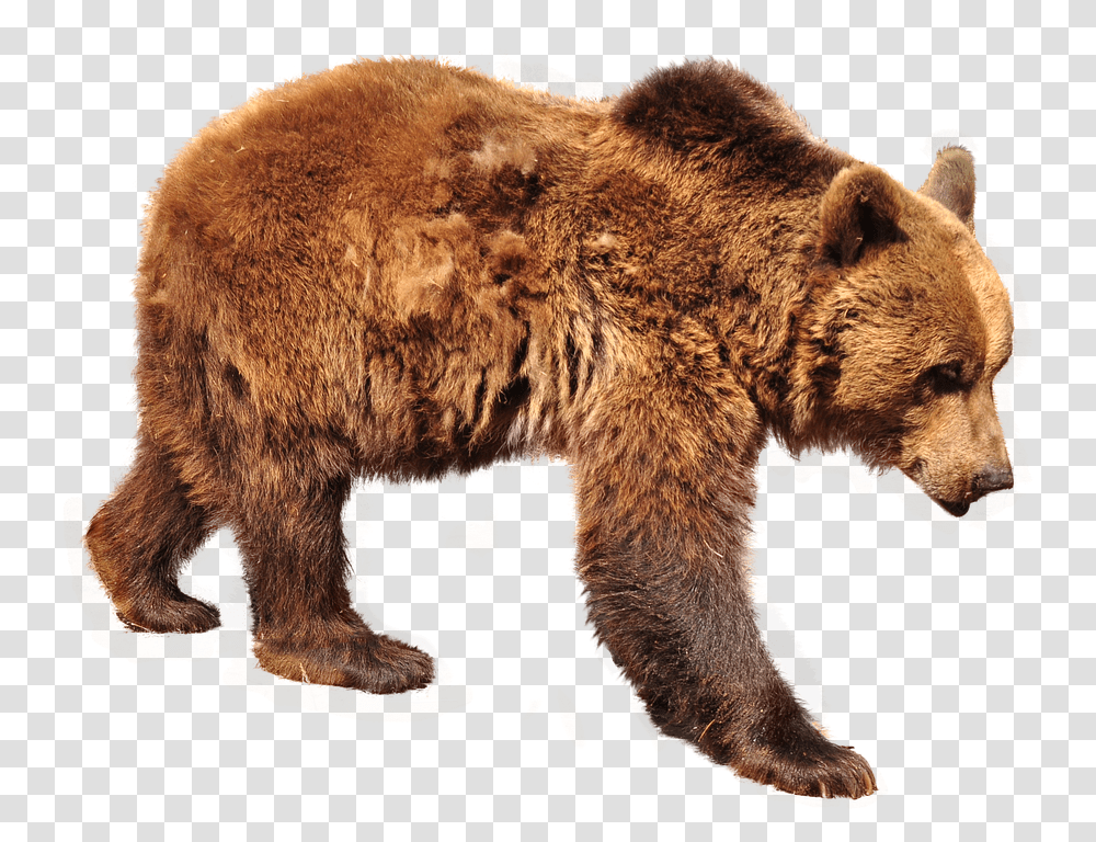 Bear Brown Bear Isolated Nature Animals Forest, Wildlife, Mammal Transparent Png