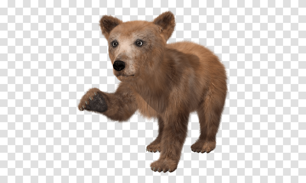 Bear Brown Bear Young Toon Te Real Baby Bear, Wildlife, Mammal, Animal, Dog Transparent Png