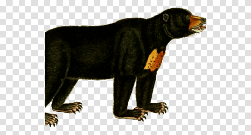 Bear Cub Clipart Sun Bear Clip Art, Mammal, Animal, Wildlife, Pet Transparent Png