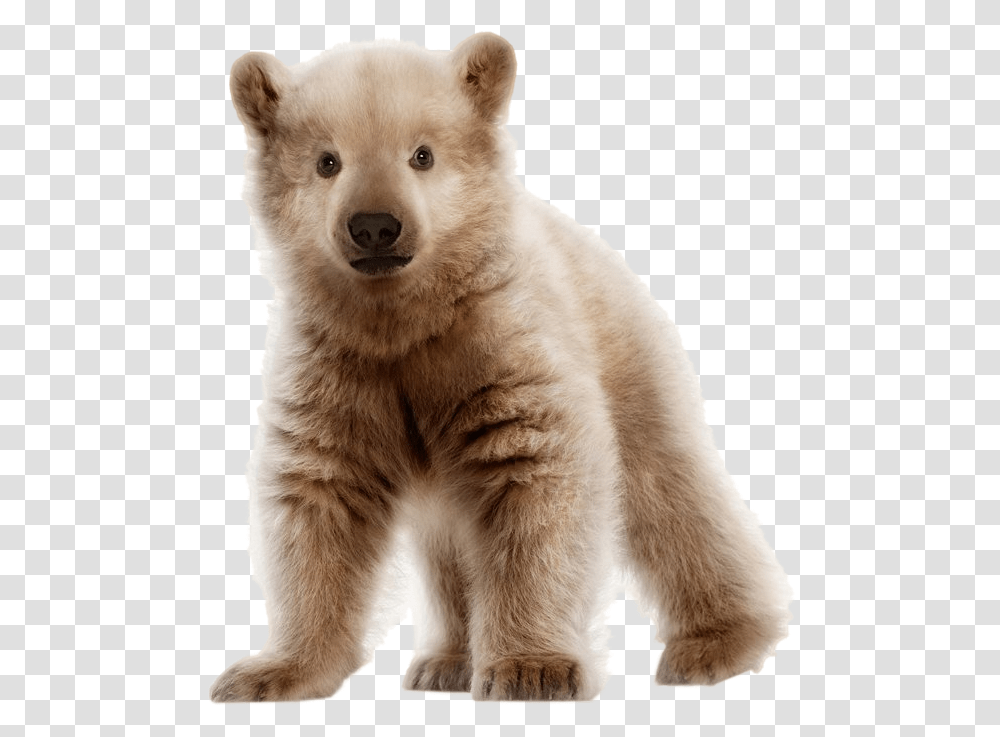 Bear Cub Polar Bear And Grizzly Bear Cub, Mammal, Animal, Wildlife, Dog Transparent Png