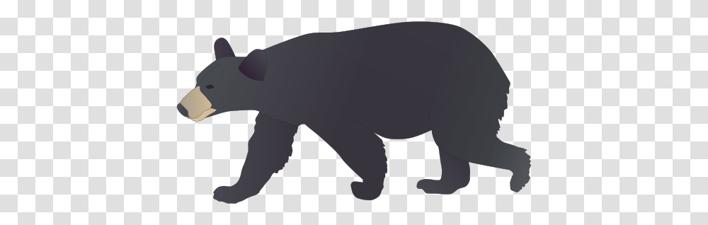 Bear Drawing, Mammal, Animal, Wildlife, Aardvark Transparent Png