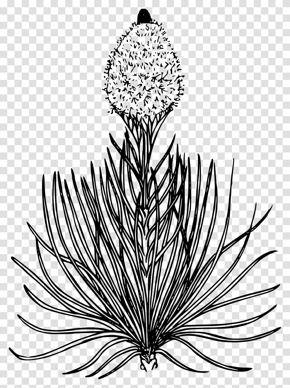 Bear Grass Flower Drawing, Gray, World Of Warcraft Transparent Png