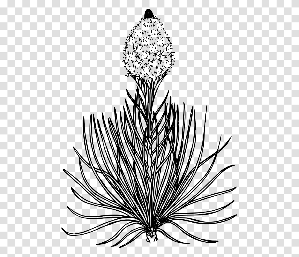 Bear Grass Flower Drawing, Gray, World Of Warcraft Transparent Png