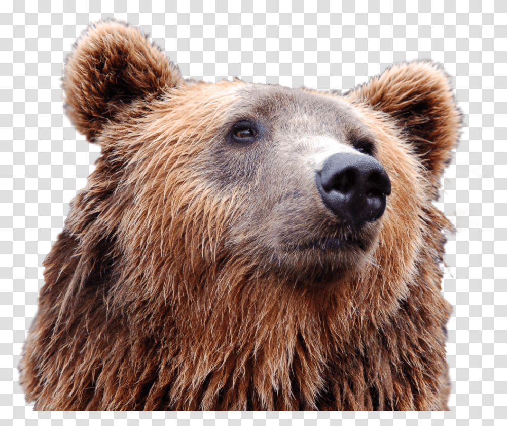 Bear Head Image Puppy Russian Bear Dog, Brown Bear, Wildlife, Mammal, Animal Transparent Png