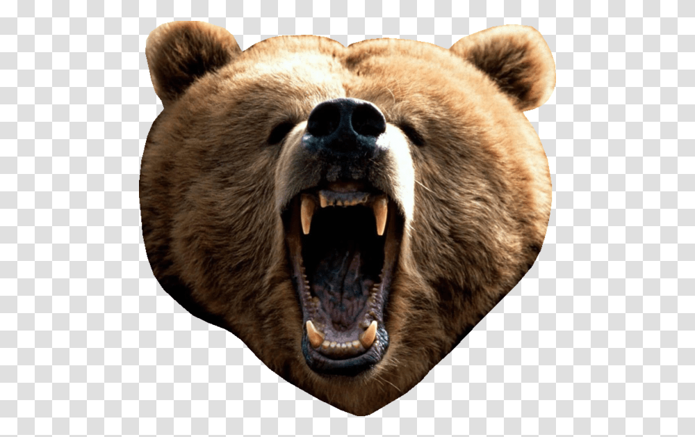 Bear Head Real Bear Head, Giant Panda, Wildlife, Mammal, Animal Transparent Png