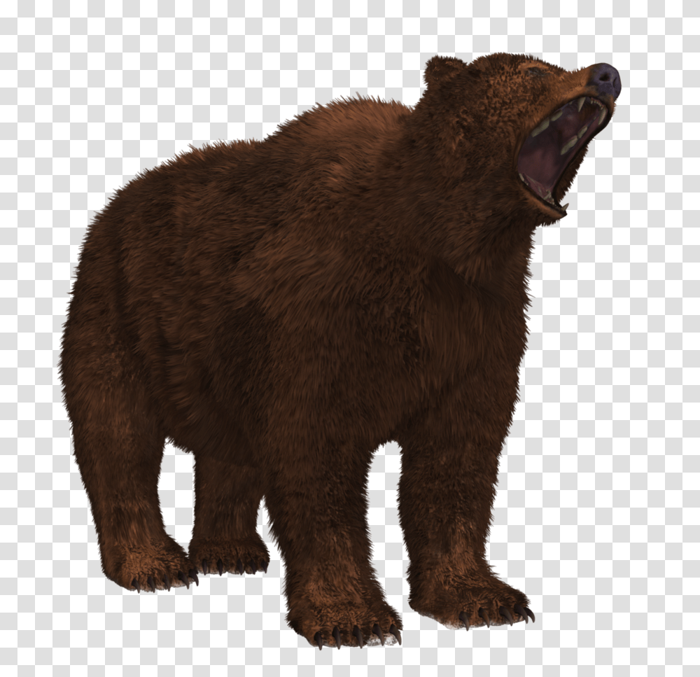 Bear Image Animals, Wildlife, Mammal, Brown Bear Transparent Png