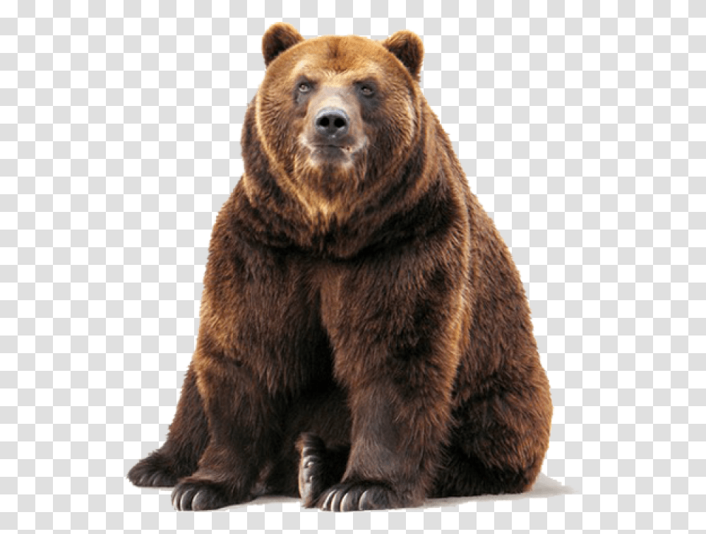 Bear Image Grizzly Bear White Background, Wildlife, Mammal, Animal, Brown Bear Transparent Png