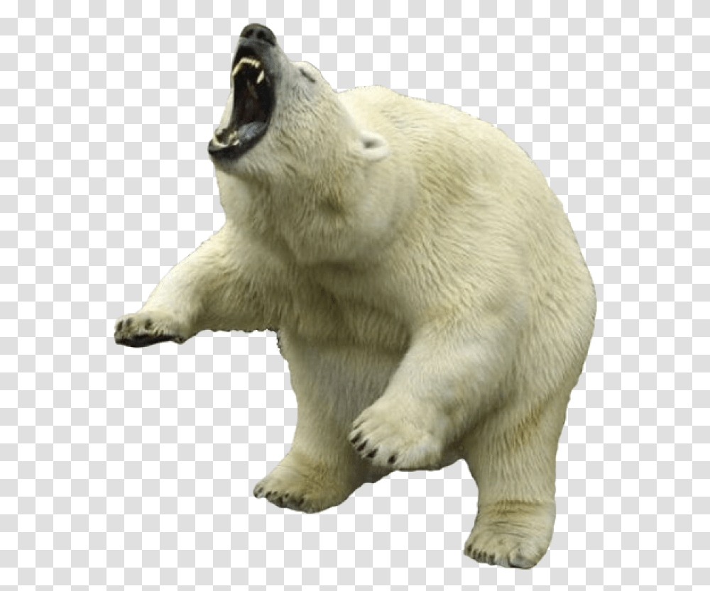 Bear Image, Wildlife, Mammal, Animal, Polar Bear Transparent Png