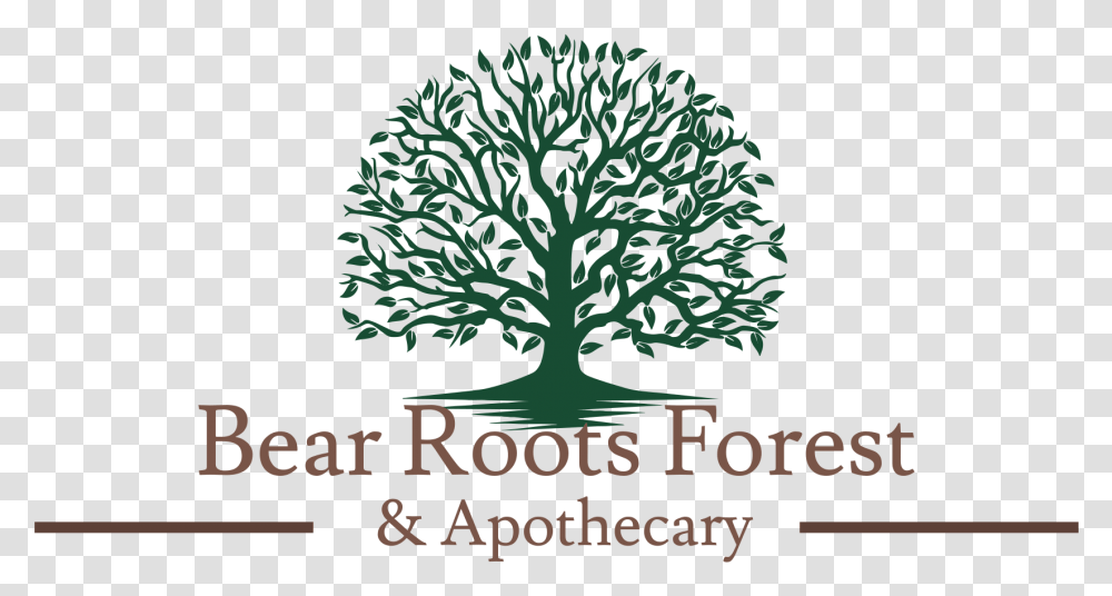 Bear Roots Forest, Plant, Tree, Vegetable, Food Transparent Png